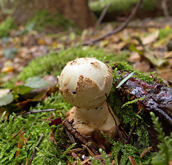 Image showing Toadstool Fungus in Woodland