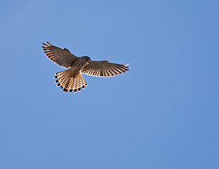 Image showing Common Kestrel Hovering