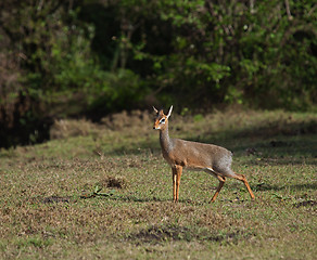 Image showing Kirk's Dik-Dik