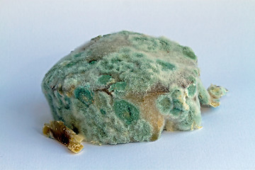 Image showing Mould and Ham