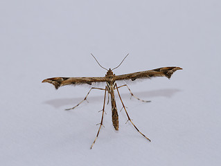 Image showing Plume Moth