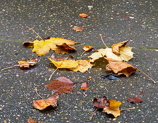 Image showing Leaves in Rain