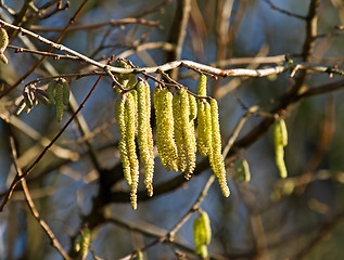 Image showing Catkins