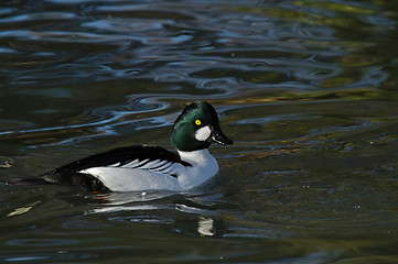 Image showing Common Goldeneye Male