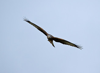 Image showing Red Kite Soaring