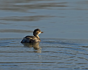 Image showing Little Grebe