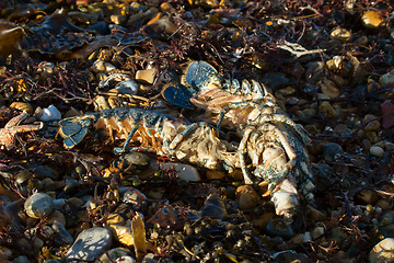 Image showing Lobsters on Beach