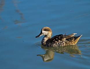 Image showing Marbled Duck