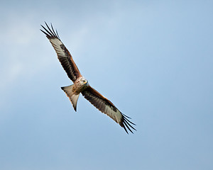 Image showing Red Kite Soaring Right