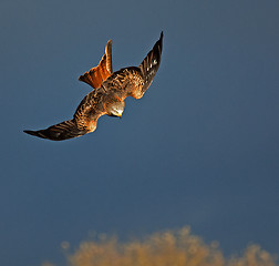 Image showing Red Kite Stoop