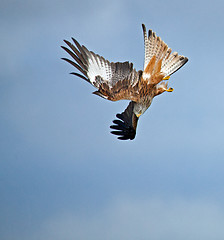 Image showing Red Kite Stooping