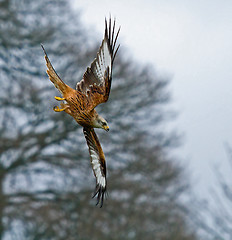 Image showing Red Kite Stooping to Right