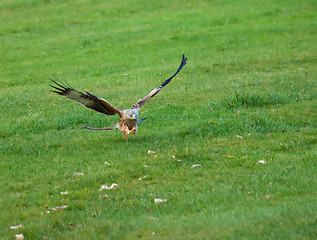 Image showing Red Kite Talons Extended