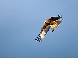 Image showing Red Kite Turning