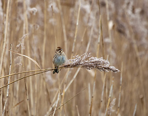 Image showing Reed Bunting on Reed