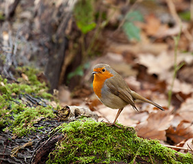 Image showing Robin in Woodland