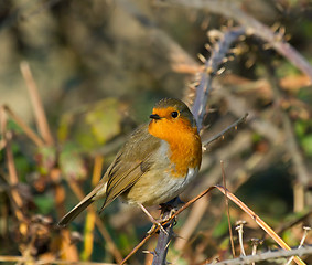 Image showing Robin on Bramble