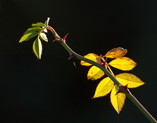 Image showing Rose Leaves Backlit