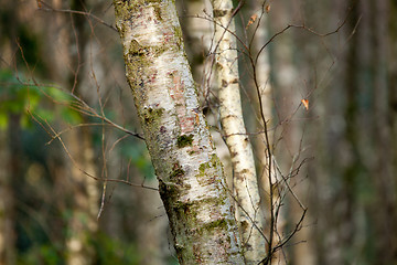 Image showing Silver Birch Tree in Woodland