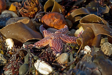 Image showing Starfish on Beach