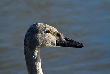 Image showing Trumpeter Swan Cygnet