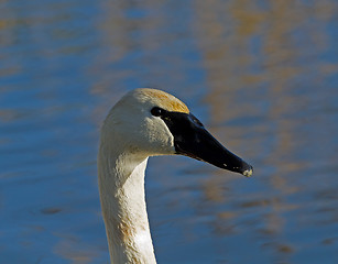 Image showing Trumpeter Swan