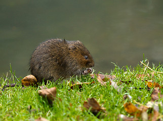 Image showing Water Vole Eating