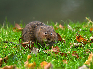 Image showing Water Vole