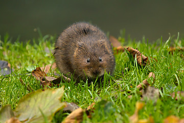 Image showing Water Vole on River Bank