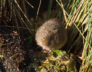 Image showing Water Vole on Rock