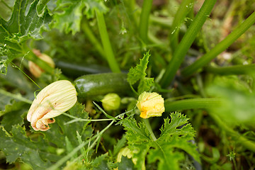 Image showing squashes at summer garden bed