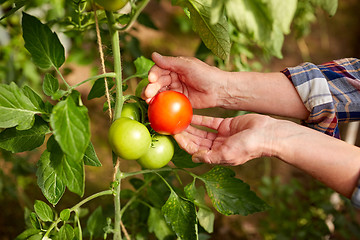 Image showing senior farmer picking tomatoes at farm greenhouse