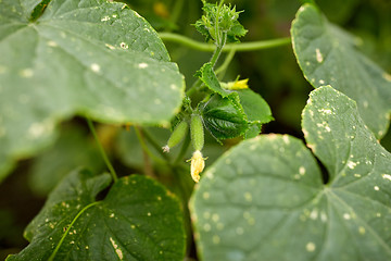 Image showing close up of cucumber growing at garden