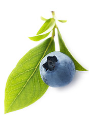 Image showing blueberry