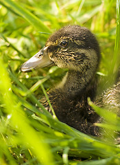 Image showing duck