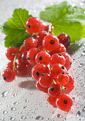 Image showing redcurrant