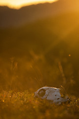 Image showing Animal skull in a atumn grass