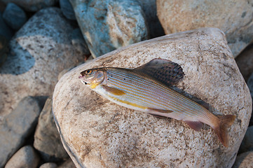 Image showing grayling on pebble