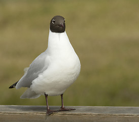 Image showing Black-headed Gul