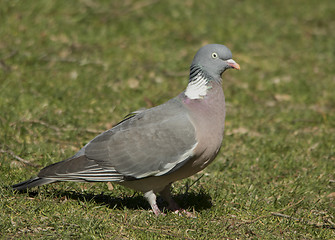 Image showing Wood Pigeon