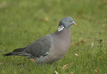 Image showing Wood Pigeon