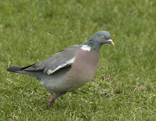 Image showing Wood Pigeon