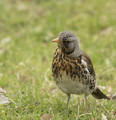 Image showing fieldfare