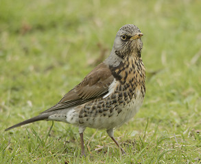 Image showing fieldfare