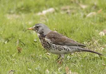 Image showing fieldfare