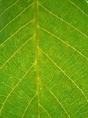 Image showing Walnut leaf texture