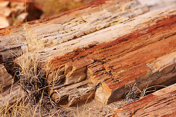 Image showing Petrified-Forest-National-Park, Arizona, USA