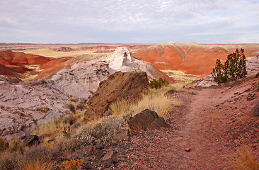 Image showing Petrified-Forest-National-Park, Arizona, USA