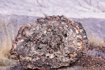 Image showing Petrified-Forest-National-Park, Arizona, USA