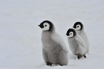 Image showing Emperor Penguin chicks in Antarctica